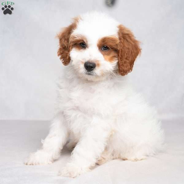 Franklyn, Cavapoo Puppy
